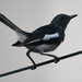 Indo-malayan Magpie Robin - Photo (c) Sam Hambly, some rights reserved (CC BY-NC), uploaded by Sam Hambly