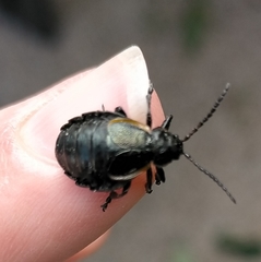 Arima marginata