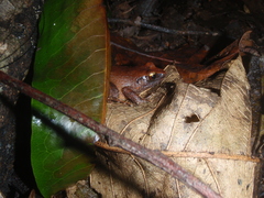 Arthroleptis affinis