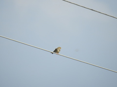 Emberiza calandra