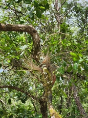 Tillandsia simulata
