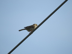 Emberiza calandra