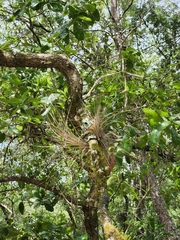 Tillandsia simulata