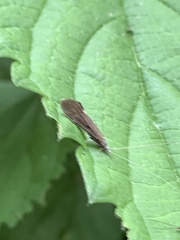 Athripsodes aterrimus