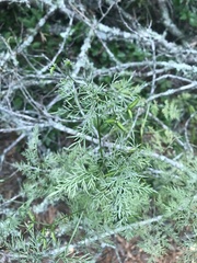 Trepocarpus aethusae