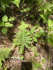 Phegopteris connectilis