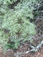 Trepocarpus aethusae