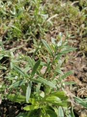 Buglossoides arvensis