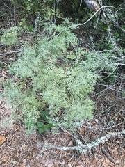 Trepocarpus aethusae