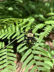 Laphria virginica