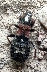 Prostemma albimacula