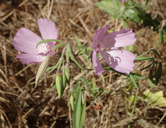 Clarkia dudleyana
