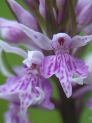 Dactylorhiza fuchsii