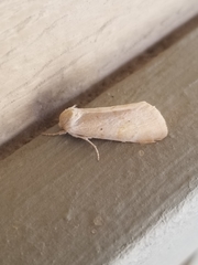 Trichocosmia inornata