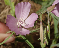 Clarkia dudleyana