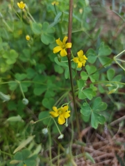 Oxalis