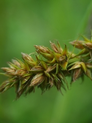 Carex vulpina