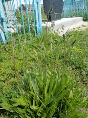 Plantago lanceolata
