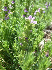 Satureja subspicata