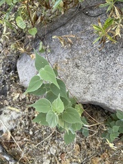 Anoda abutiloides