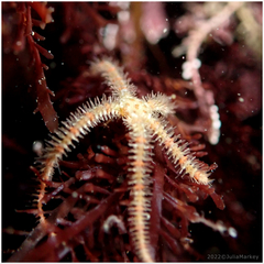 Ophiothrix spiculata