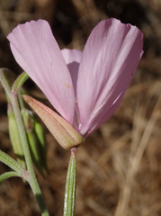 Clarkia dudleyana