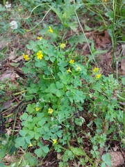 Oxalis