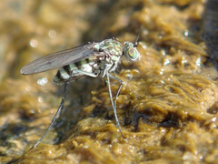 Liancalus virens