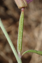 Clarkia dudleyana