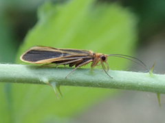 Chimarra marginata