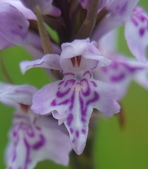 Dactylorhiza fuchsii