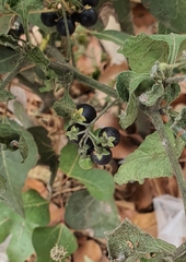 Solanum nigrum