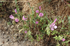 Clarkia dudleyana