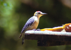 Melanerpes hoffmannii