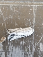 Leucocnemis variabilis