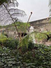 Sphaeropteris lepifera