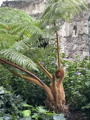 Sphaeropteris lepifera