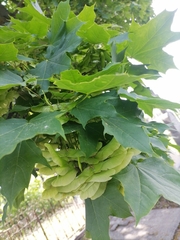 Acer platanoides
