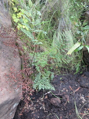 Cheilanthes quadripinnata