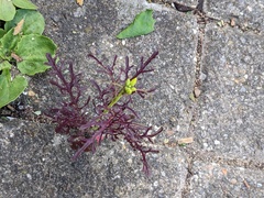 Brassica rapa nipposinica