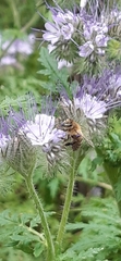 Apis mellifera