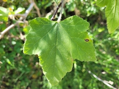Malva olbia
