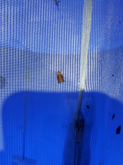 Archips oporana