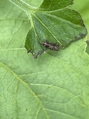 Agrilus lecontei