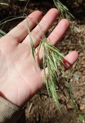 Bromus grandis