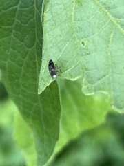 Agrilus lecontei