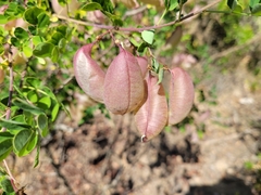 Colutea
