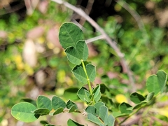 Colutea