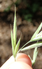 Bromus grandis