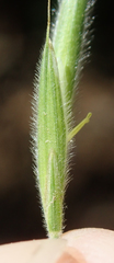 Bromus grandis
